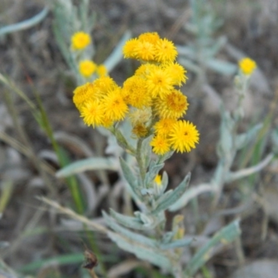 Chrysocephalum apiculatum (Common Everlasting) at Farrer Ridge - 7 Jan 2015 by RyuCallaway