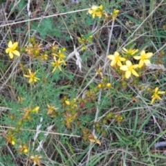 Hypericum perforatum (St John's Wort) at Farrer Ridge - 7 Jan 2015 by ArcherCallaway