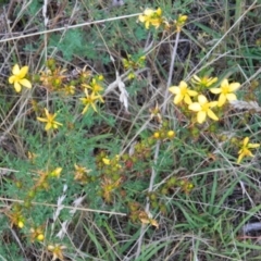 Hypericum perforatum (St John's Wort) at Farrer Ridge - 7 Jan 2015 by RyuCallaway