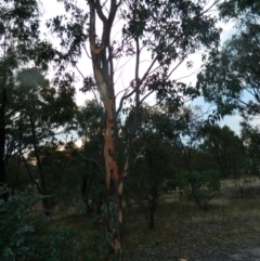 Eucalyptus blakelyi (Blakely's Red Gum) at Farrer Ridge - 7 Jan 2015 by ArcherCallaway