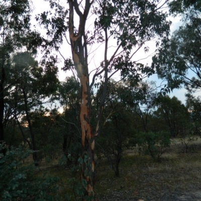 Eucalyptus blakelyi (Blakely's Red Gum) at Farrer Ridge - 7 Jan 2015 by ArcherCallaway