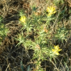 Carthamus lanatus (Saffron Thistle) at Farrer, ACT - 8 Jan 2015 by ArcherCallaway