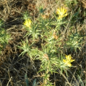 Carthamus lanatus at Farrer, ACT - 8 Jan 2015