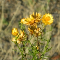 Xerochrysum viscosum (Sticky Everlasting) at Farrer, ACT - 8 Jan 2015 by ArcherCallaway