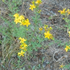 Hypericum perforatum (St John's Wort) at Farrer Ridge - 8 Jan 2015 by ArcherCallaway