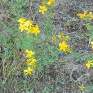 Hypericum perforatum at Farrer Ridge - 8 Jan 2015 08:08 AM