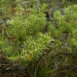 Melichrus urceolatus at Fadden, ACT - 14 Jan 2015