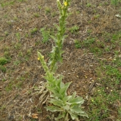 Verbascum thapsus subsp. thapsus (Great Mullein, Aaron's Rod) at Fadden, ACT - 13 Jan 2015 by RyuCallaway