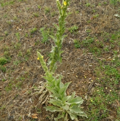 Verbascum thapsus subsp. thapsus (Great Mullein, Aaron's Rod) at Fadden, ACT - 13 Jan 2015 by RyuCallaway