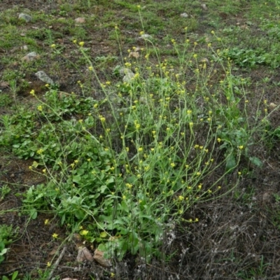 Hirschfeldia incana (Buchan Weed) at Wanniassa Hill - 13 Jan 2015 by RyuCallaway
