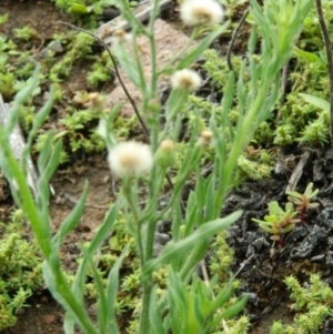 Erigeron bonariensis at Fadden, ACT - 14 Jan 2015 08:30 AM