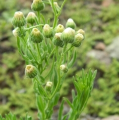 Erigeron bonariensis at Fadden, ACT - 14 Jan 2015 08:30 AM