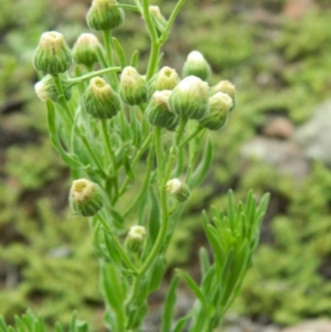 Erigeron bonariensis at Fadden, ACT - 14 Jan 2015