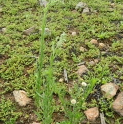 Erigeron bonariensis at Fadden, ACT - 14 Jan 2015 08:30 AM