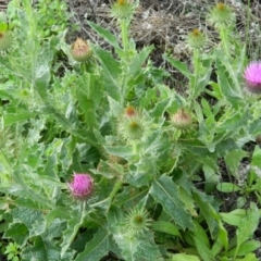 Onopordum acanthium (Scotch Thistle) at Fadden, ACT - 14 Jan 2015 by ArcherCallaway