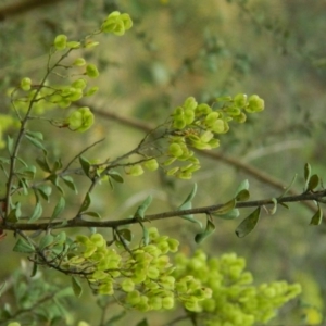 Bursaria spinosa at Fadden, ACT - 14 Jan 2015