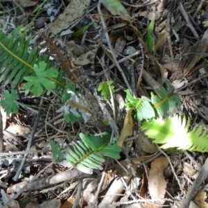 Blechnum nudum at Paddys River, ACT - 15 Jan 2015