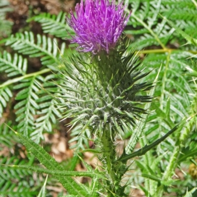 Cirsium vulgare (Spear Thistle) at Paddys River, ACT - 15 Jan 2015 by galah681