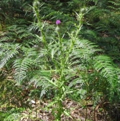 Cirsium vulgare at Paddys River, ACT - 15 Jan 2015 09:36 AM