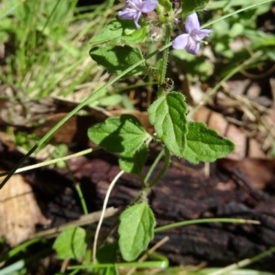 Mentha diemenica (Wild Mint, Slender Mint) at Paddys River, ACT - 14 Jan 2015 by galah681