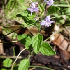 Mentha diemenica at Paddys River, ACT - 15 Jan 2015