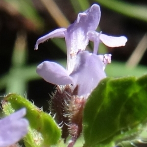 Mentha diemenica at Paddys River, ACT - 15 Jan 2015