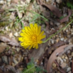 Hypochaeris radicata (Cat's Ear, Flatweed) at Paddys River, ACT - 14 Jan 2015 by galah681