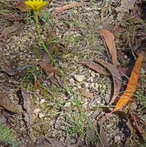 Hypochaeris radicata at Paddys River, ACT - 15 Jan 2015