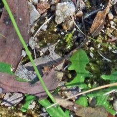 Hypochaeris radicata at Paddys River, ACT - 15 Jan 2015