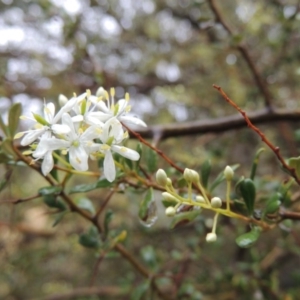 Bursaria spinosa at Tennent, ACT - 3 Dec 2014