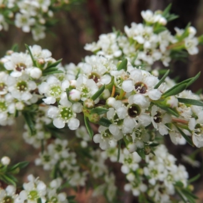 Kunzea ericoides (Burgan) at Tennent, ACT - 3 Dec 2014 by michaelb