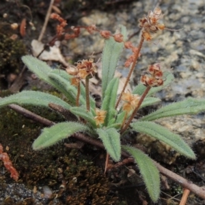 Plantago hispida at Tennent, ACT - 3 Dec 2014