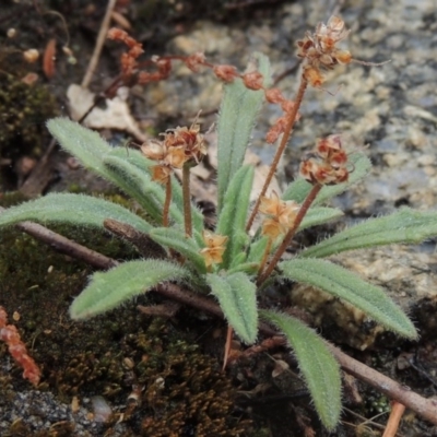 Plantago hispida (Hairy Plantain) at Tennent, ACT - 3 Dec 2014 by MichaelBedingfield