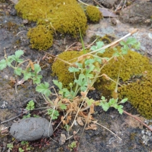 Erodium crinitum at Tennent, ACT - 3 Dec 2014