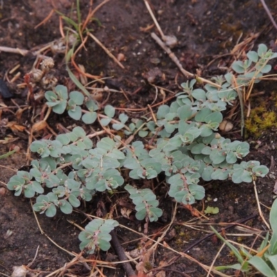 Euphorbia dallachyana (Mat Spurge, Caustic Weed) at Tennent, ACT - 3 Dec 2014 by MichaelBedingfield