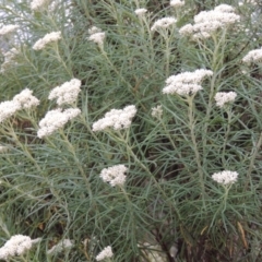 Cassinia longifolia (Shiny Cassinia, Cauliflower Bush) at Tennent, ACT - 3 Dec 2014 by MichaelBedingfield
