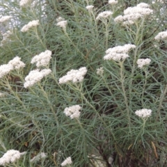 Cassinia longifolia (Shiny Cassinia, Cauliflower Bush) at Tennent, ACT - 3 Dec 2014 by michaelb