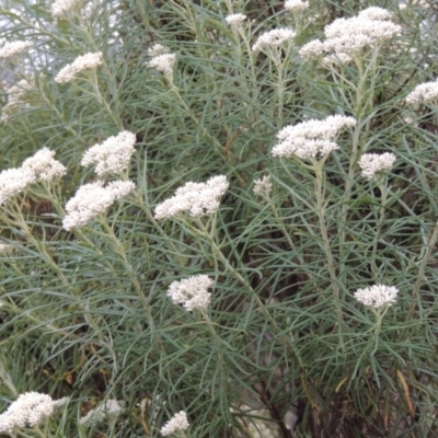 Cassinia longifolia (Shiny Cassinia, Cauliflower Bush) at Tennent, ACT - 3 Dec 2014 by MichaelBedingfield