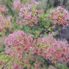 Calytrix tetragona (Common Fringe-myrtle) at Tennent, ACT - 3 Dec 2014 by MichaelBedingfield