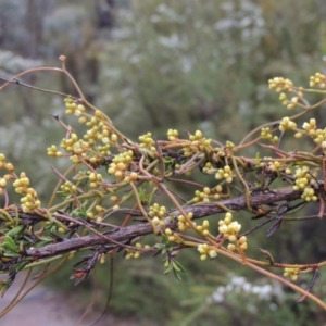 Cassytha pubescens at Tennent, ACT - 3 Dec 2014 06:32 PM