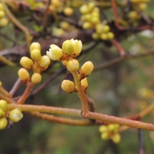 Cassytha pubescens at Tennent, ACT - 3 Dec 2014