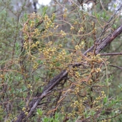 Cassytha pubescens at Tennent, ACT - 3 Dec 2014 06:32 PM