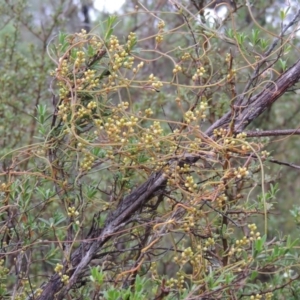 Cassytha pubescens at Tennent, ACT - 3 Dec 2014 06:32 PM