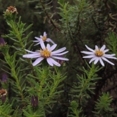 Olearia tenuifolia (Narrow-leaved Daisybush) at Tennent, ACT - 3 Dec 2014 by MichaelBedingfield