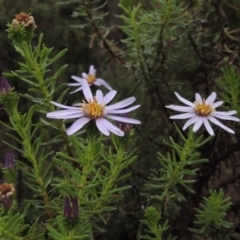 Olearia tenuifolia (Narrow-leaved Daisybush) at Tennent, ACT - 3 Dec 2014 by michaelb