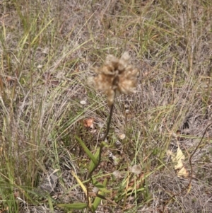 Podolepis jaceoides at Royalla, NSW - 5 Jan 2015 01:59 PM