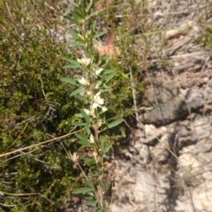 Lespedeza juncea subsp. sericea (Chinese Lespedeza) at Royalla, NSW - 5 Jan 2015 by gregbaines