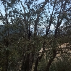 Eucalyptus cinerea subsp. triplex at Tennent, ACT - 23 Oct 2014