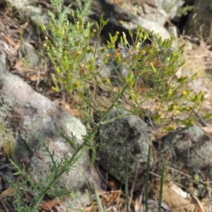 Senecio bathurstianus at Conder, ACT - 7 Dec 2014 06:01 PM