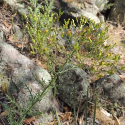 Senecio bathurstianus (Rough Fireweed) at Conder, ACT - 7 Dec 2014 by MichaelBedingfield